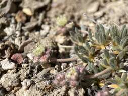 Image of gray buckwheat