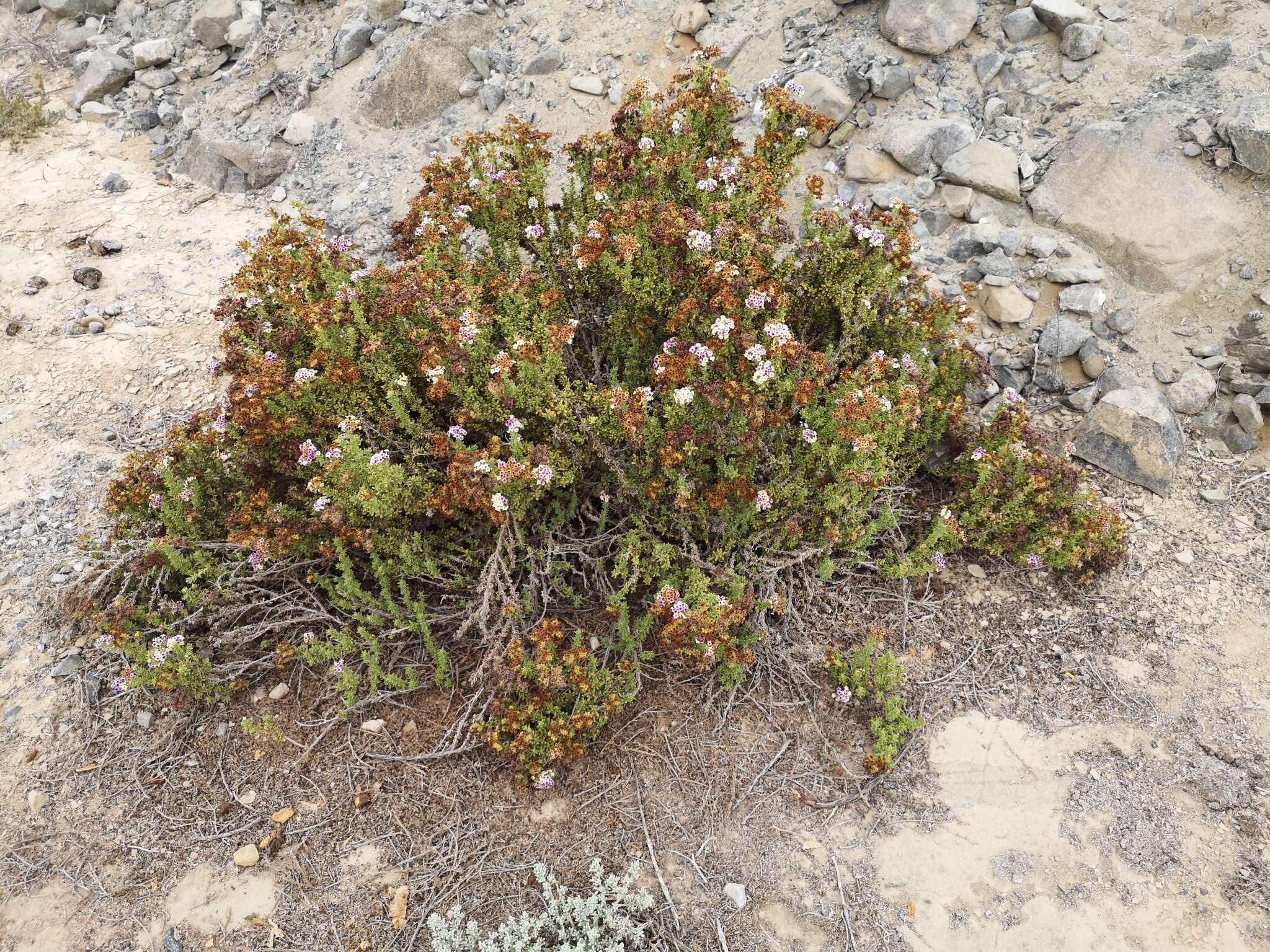 Image of Heliotropium pycnophyllum Phil.