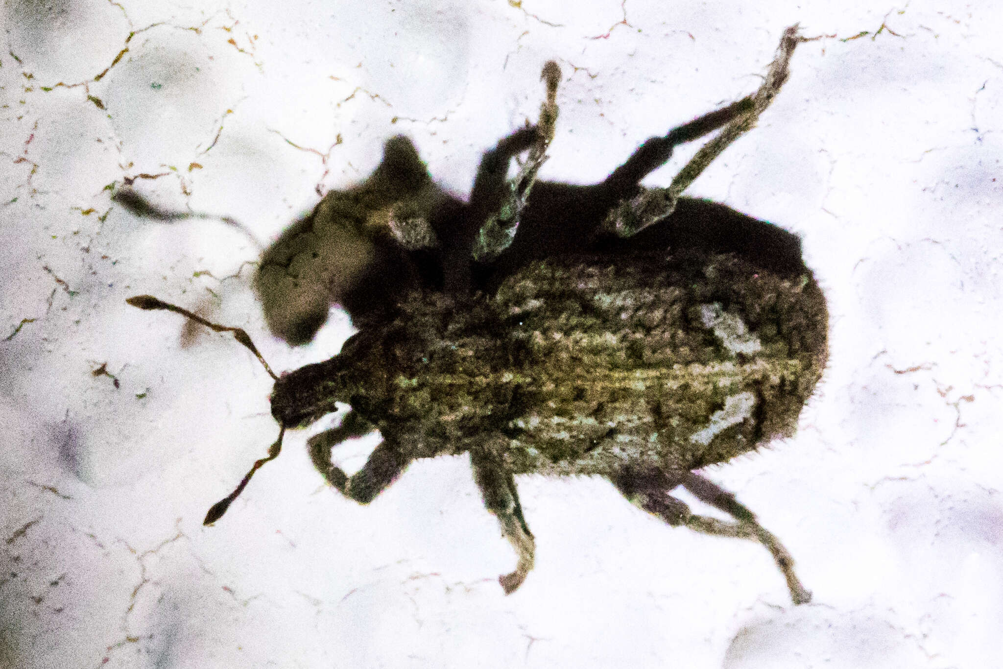 Image of Weevil