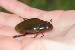 Image of Hydrophilus (Hydrophilus) pistaceus Laporte de Castelnau 1840