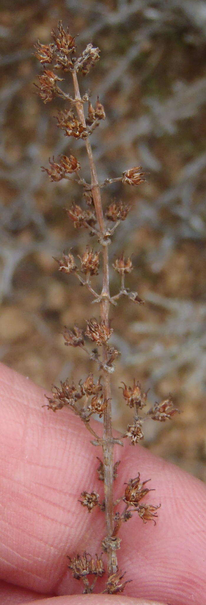 Crassula hemisphaerica Thunb. resmi