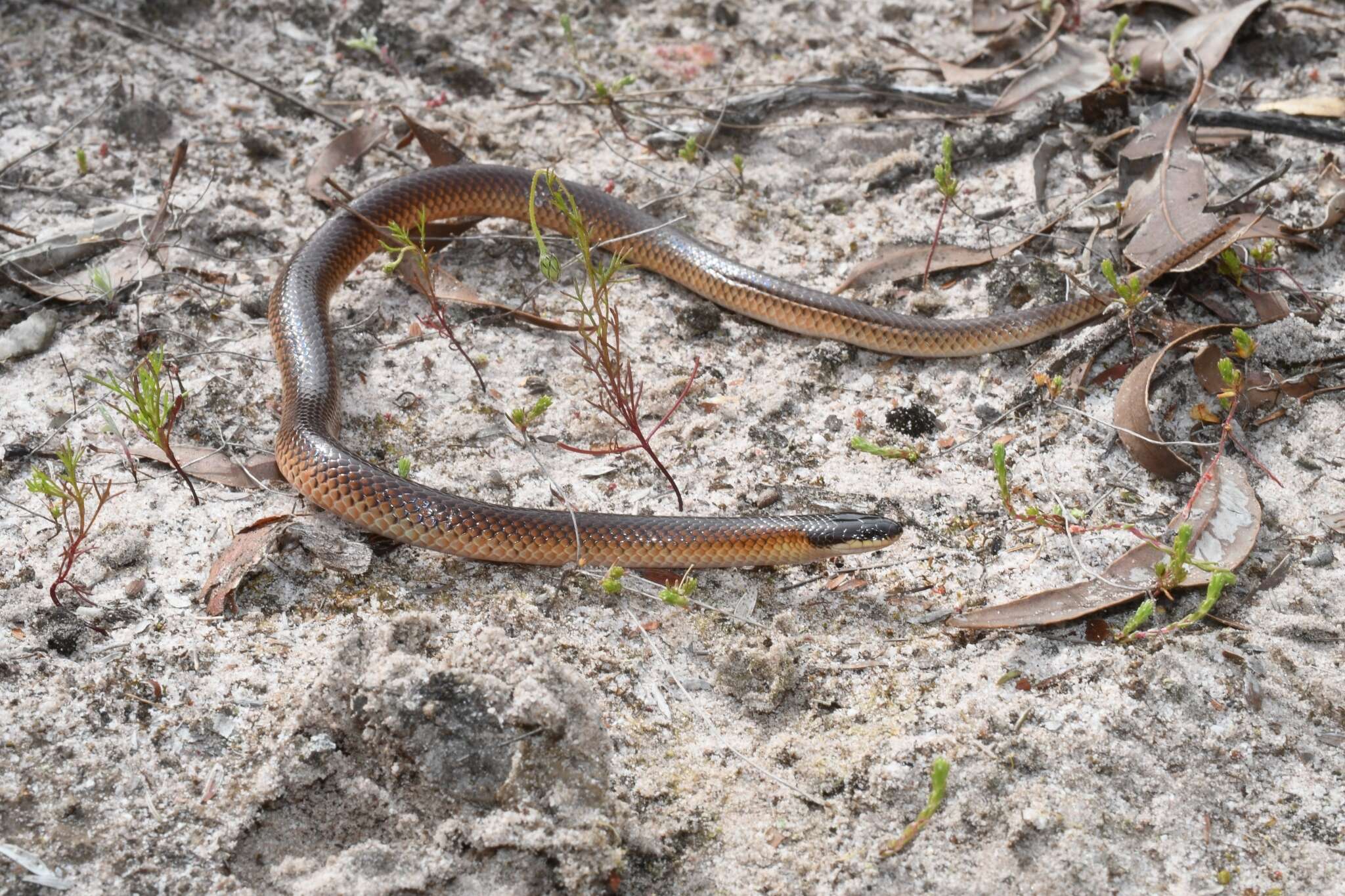 Image of Mallee Black-backed Snake