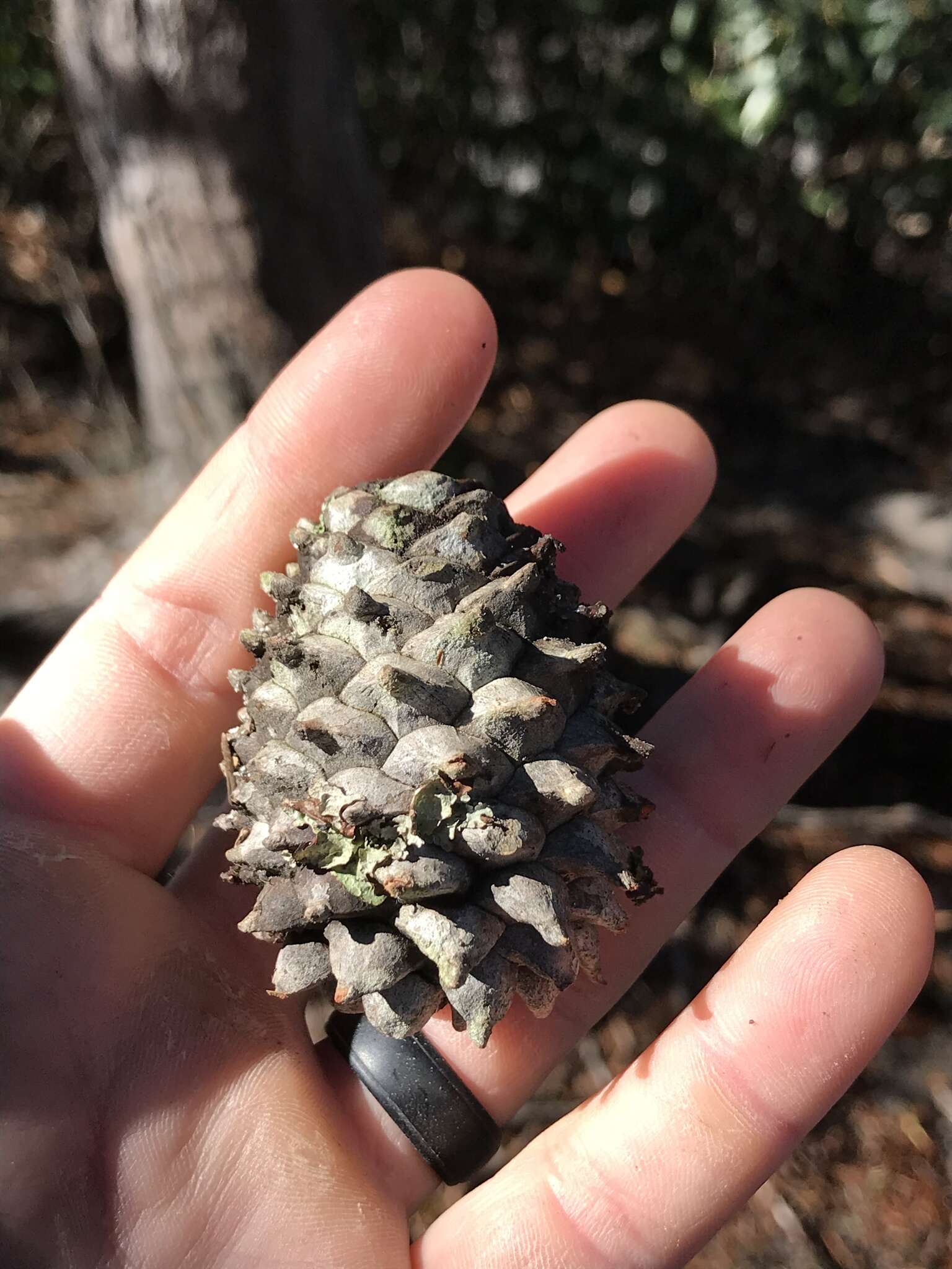 Image of Hickory Pine