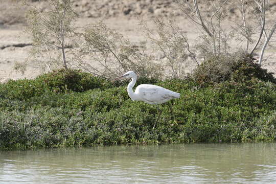 Image of Western Reef Heron