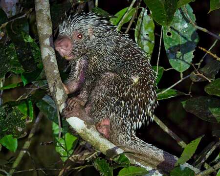 Image of Brazilian Porcupine