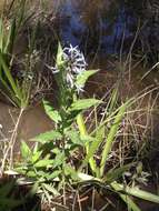 Image de Amsonia tabernaemontana var. salicifolia (Pursh) Woodson