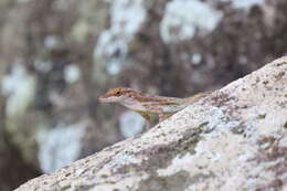 Anolis marmoratus caryae Lazell 1964 resmi