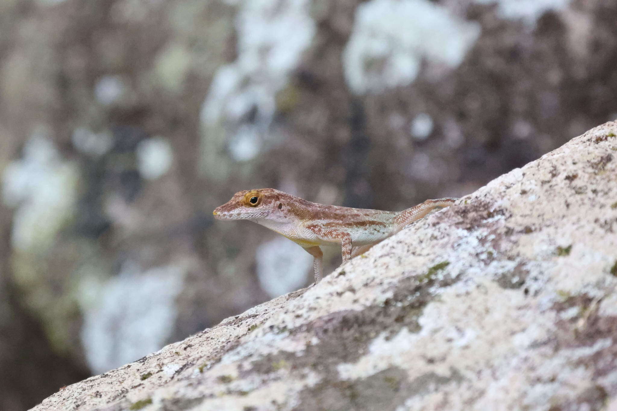 Anolis marmoratus caryae Lazell 1964 resmi