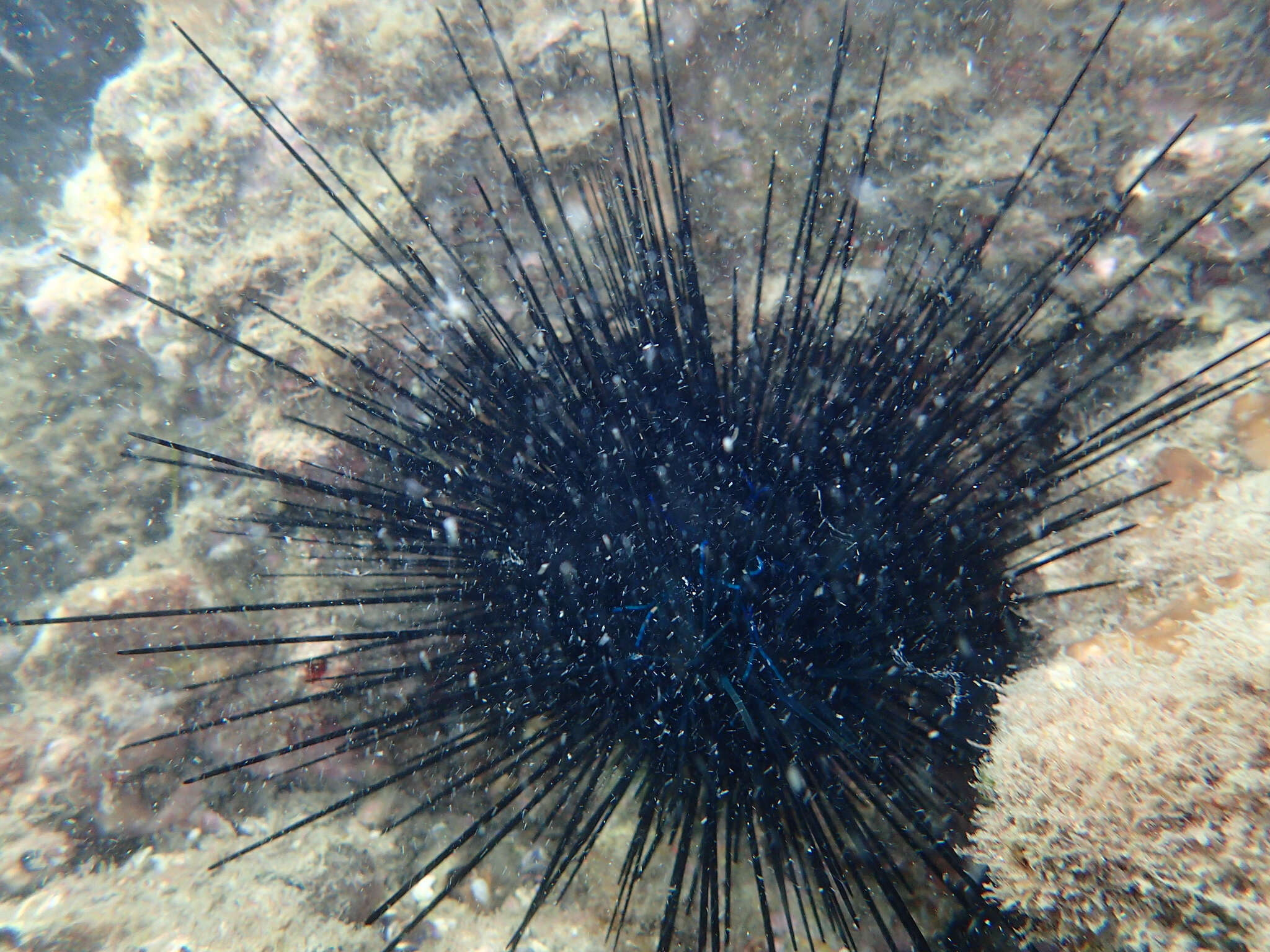 Image of Banded diadem urchin