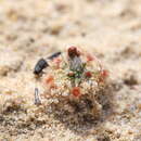 Image of Drosera citrina var. nivea (Lowrie & Carlquist) Schlauer