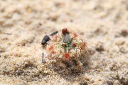 Image of Drosera citrina var. nivea (Lowrie & Carlquist) Schlauer