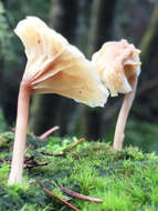 Image de Lichenomphalia umbellifera (L.) Redhead, Lutzoni, Moncalvo & Vilgalys 2002