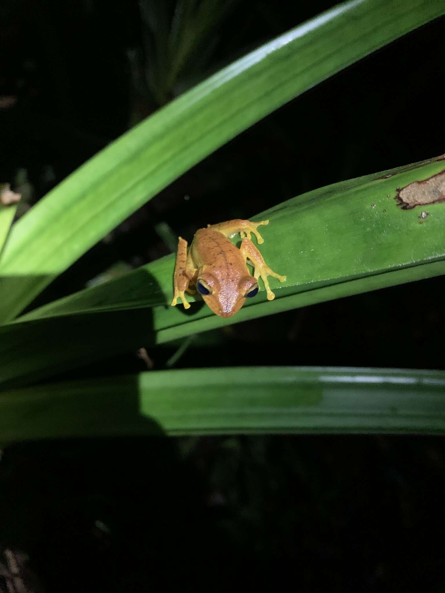 Imagem de Boana almendarizae (Caminer & Ron 2014)