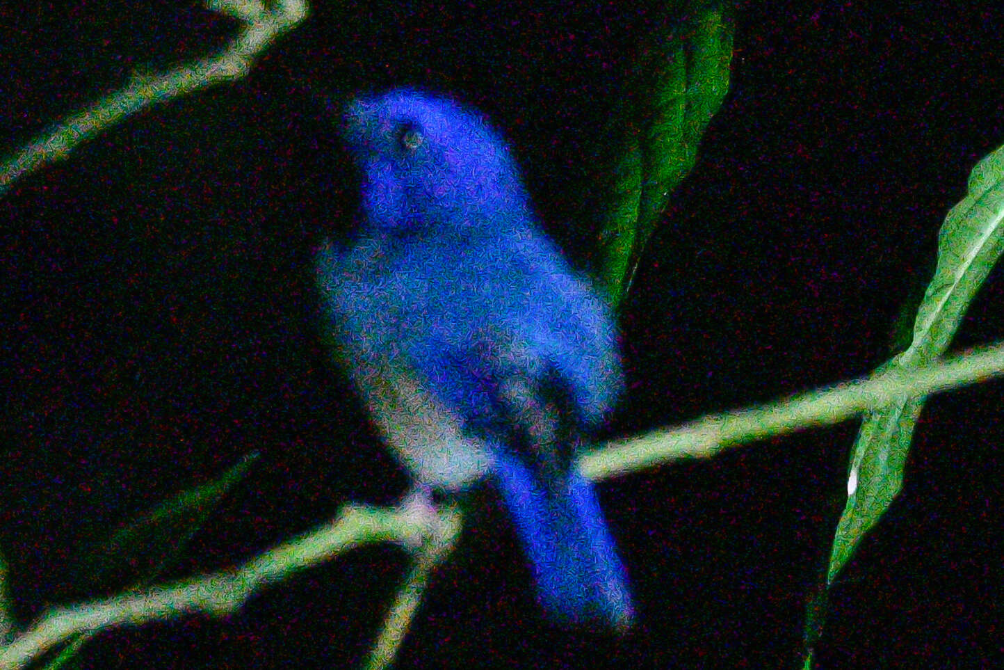 Image of Malaysian Blue Flycatcher