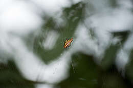 Image of Gasteracantha frontata Blackwall 1864