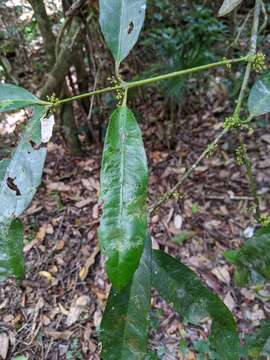 Image of Wilkiea macrophylla (Tul.) A. DC.