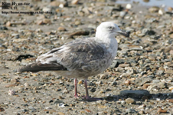 Image of Slaty-backed Gull