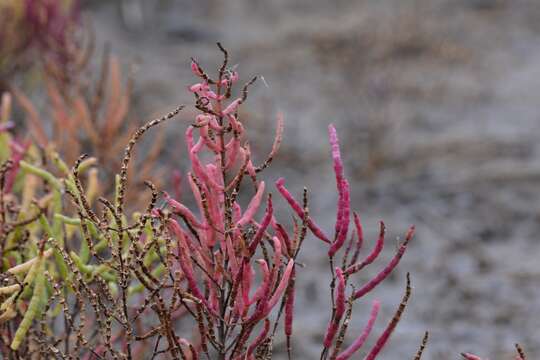 Image of Woody Saltwort