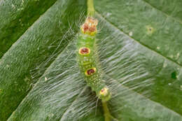 Image of Ochre Dagger Moth