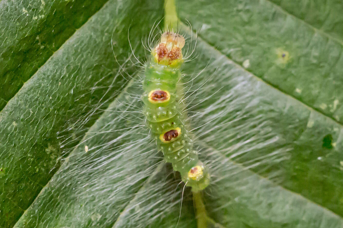 Image of Ochre Dagger Moth