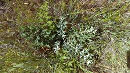 Image de Cirsium quercetorum (A. Gray) Jepson