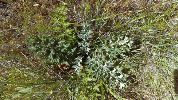 Sivun Cirsium quercetorum (A. Gray) Jepson kuva