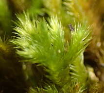 Image of palamocladium moss