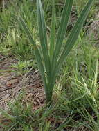 Image de Gladiolus densiflorus Baker