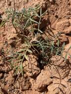 Image of Hopi milkvetch