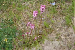 Image of Pedicularis gymnostachya (Trautv.) A. Khokhr.