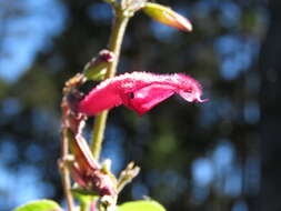 Image of Salvia nervata M. Martens & Galeotti