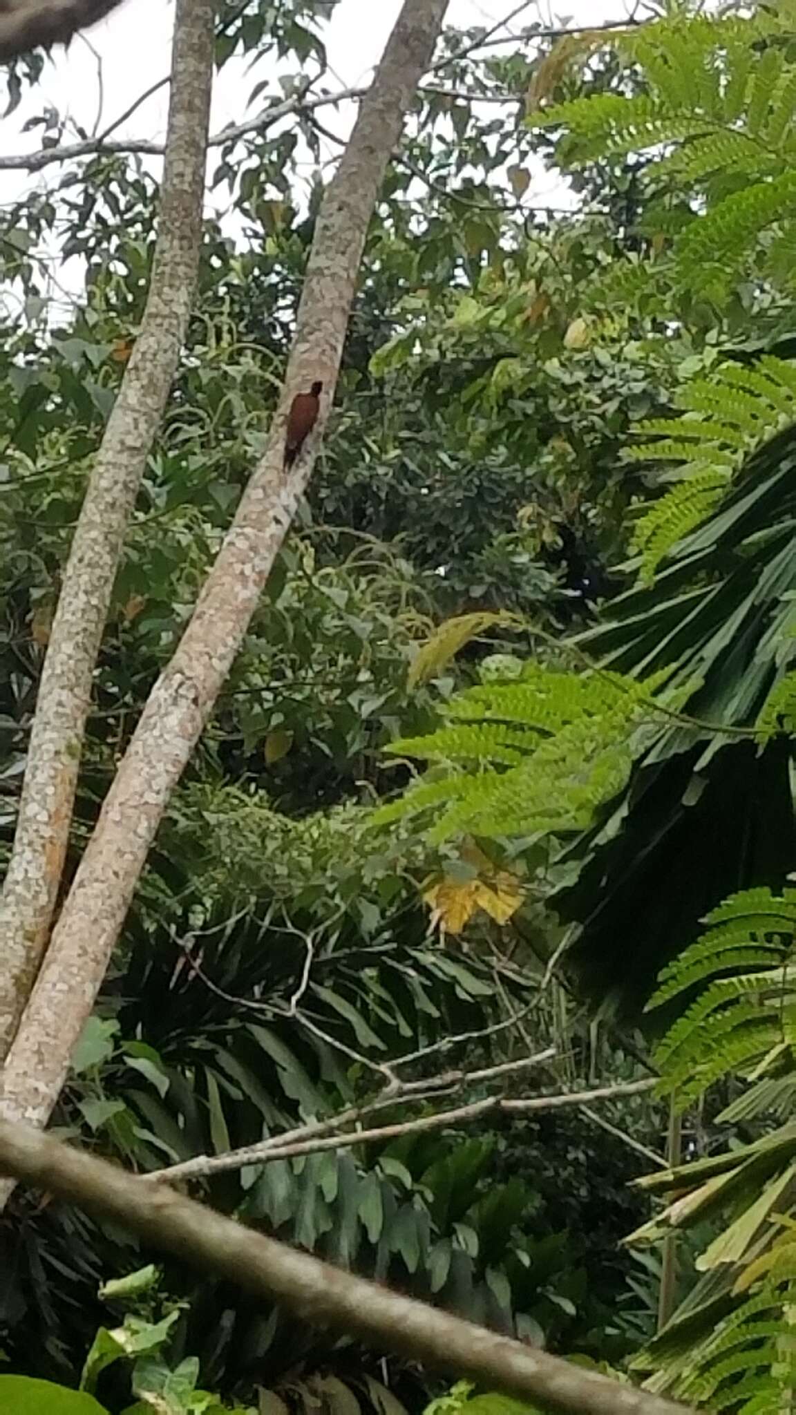 Image of Chestnut Woodpecker