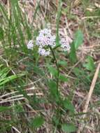 Image of Valeriana simplicifolia (Rchb.) Kabath