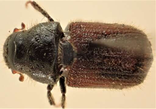 Image de Dendroctonus rufipennis Kirby 1837