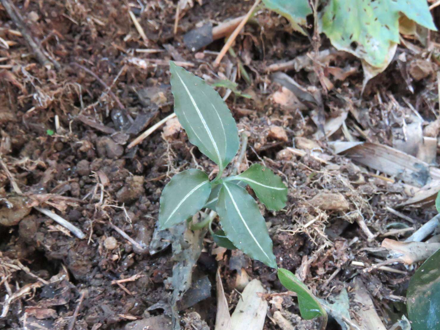 Odontochilus lanceolatus (Lindl.) Blume resmi