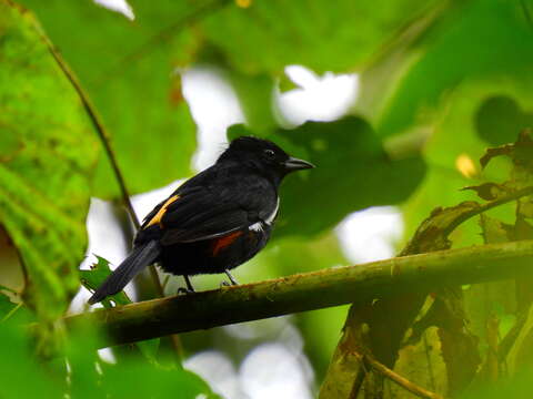 Image of Fulvous-crested Tanager