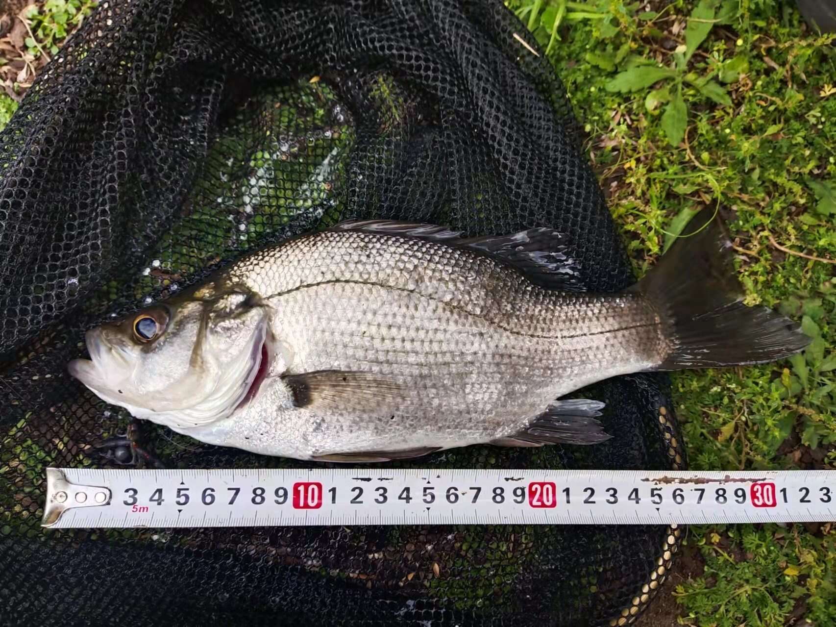 Image of Australian bass