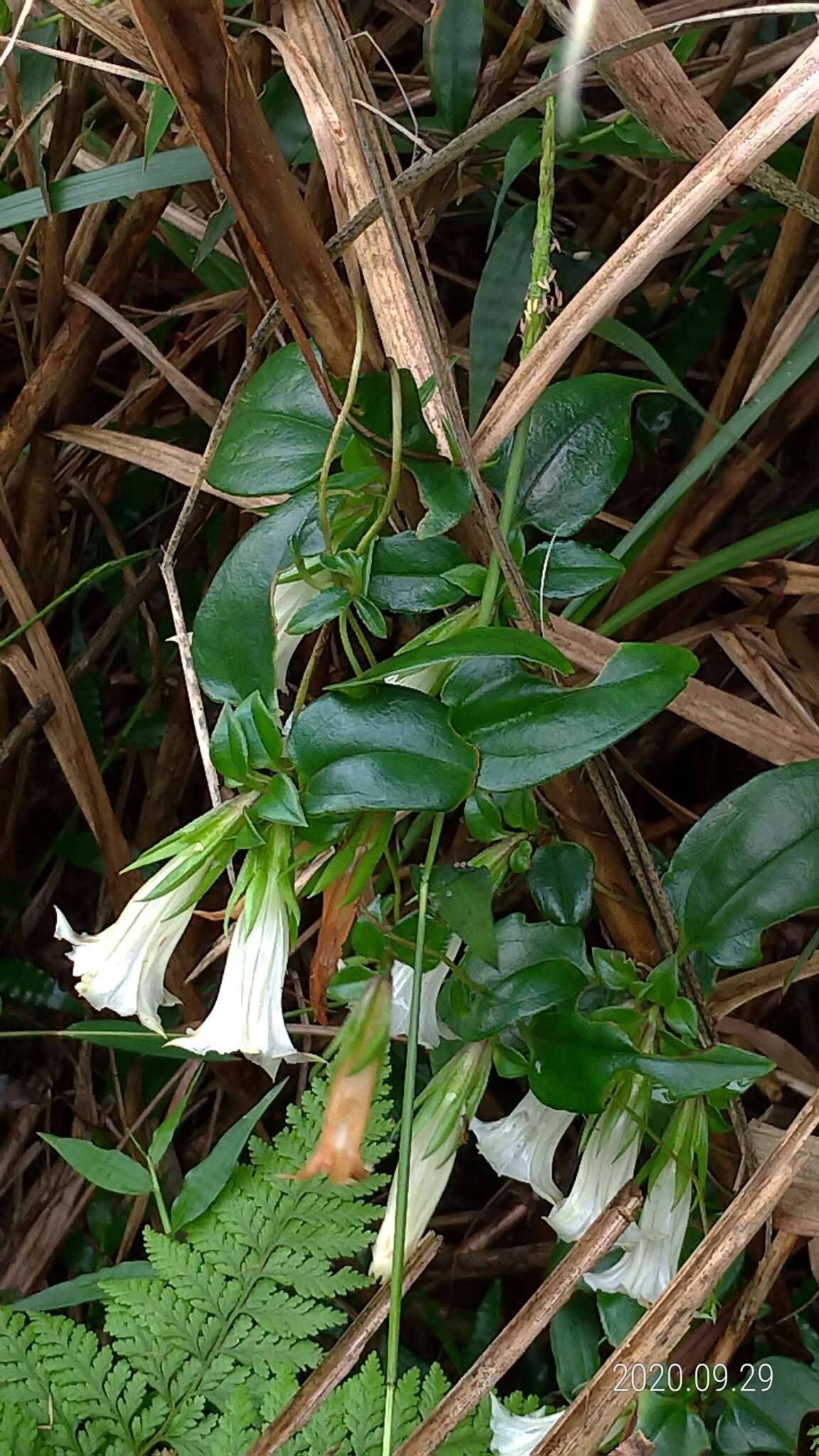 Image of Tripterospermum alutaceifolium (T. S. Liu & C. C. Kuo) J. Murata