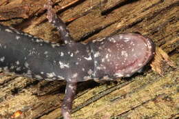 Image of Plethodon kiamichi Highton ex Highton, Maha & Maxson 1989