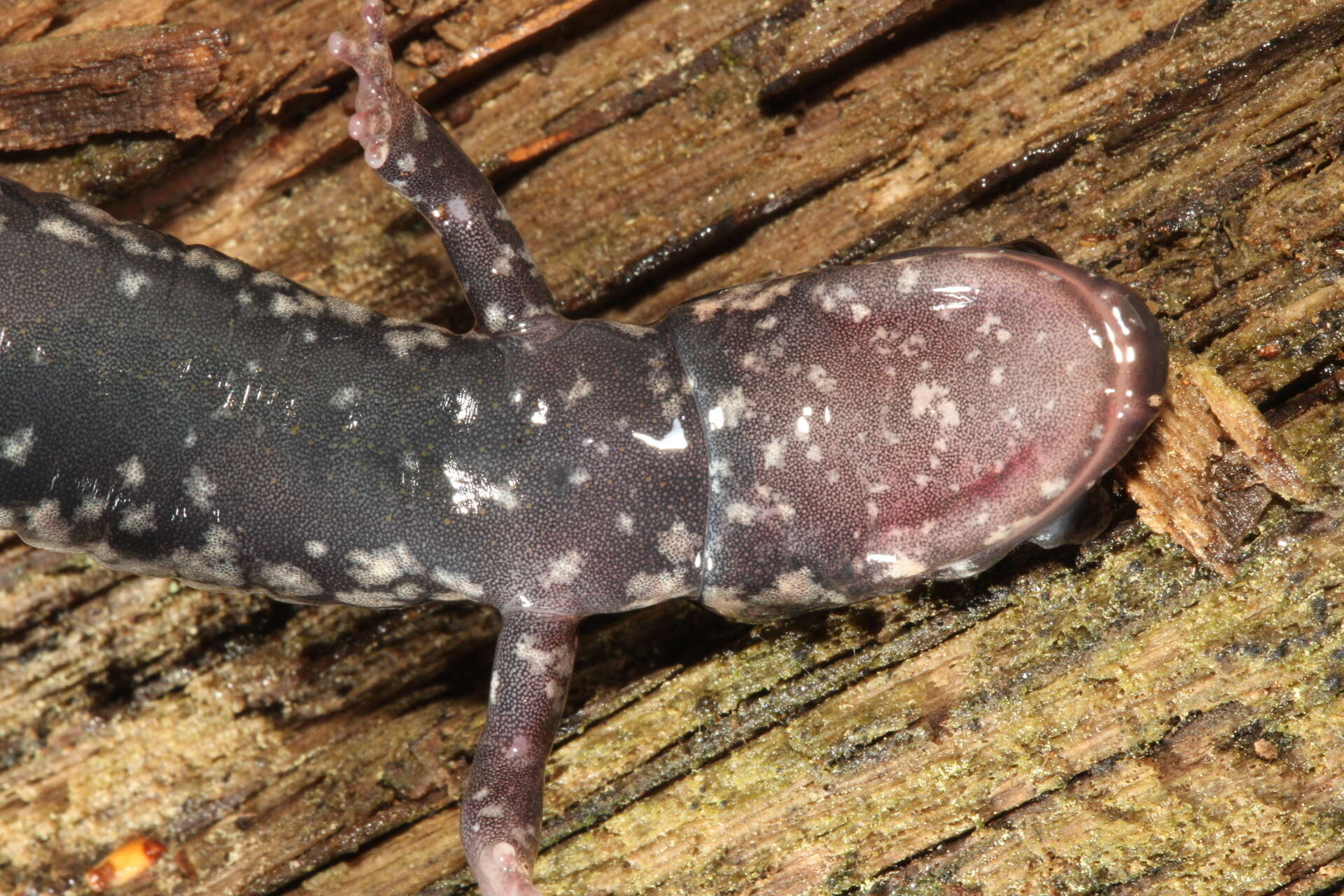 Image of Plethodon kiamichi Highton ex Highton, Maha & Maxson 1989