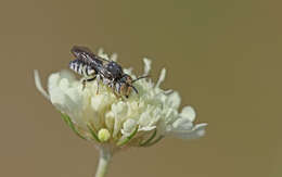 Image of Coelioxys polycentris Förster 1853