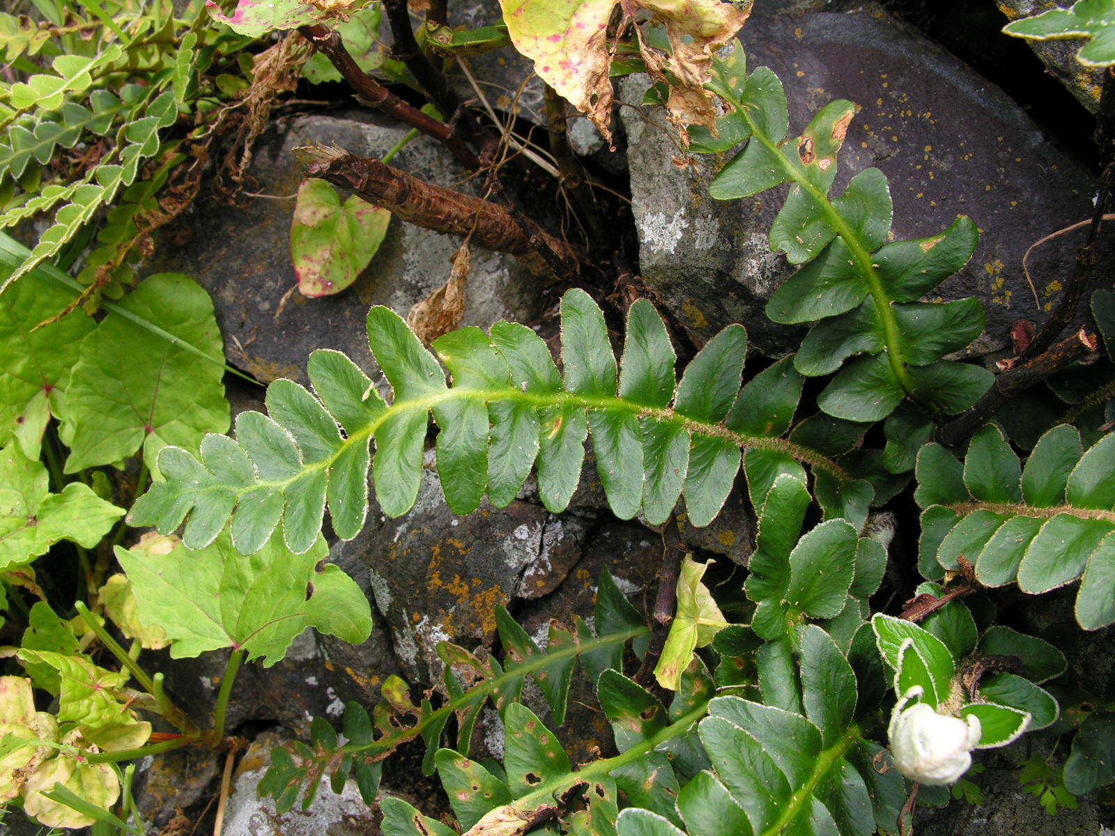 Image of Asplenium lolegnamense (Gibby & Lovis) Viane