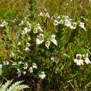 Image of maritime eyebright