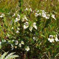 Слика од Euphrasia tetraquetra (Breb.) Arrondeau