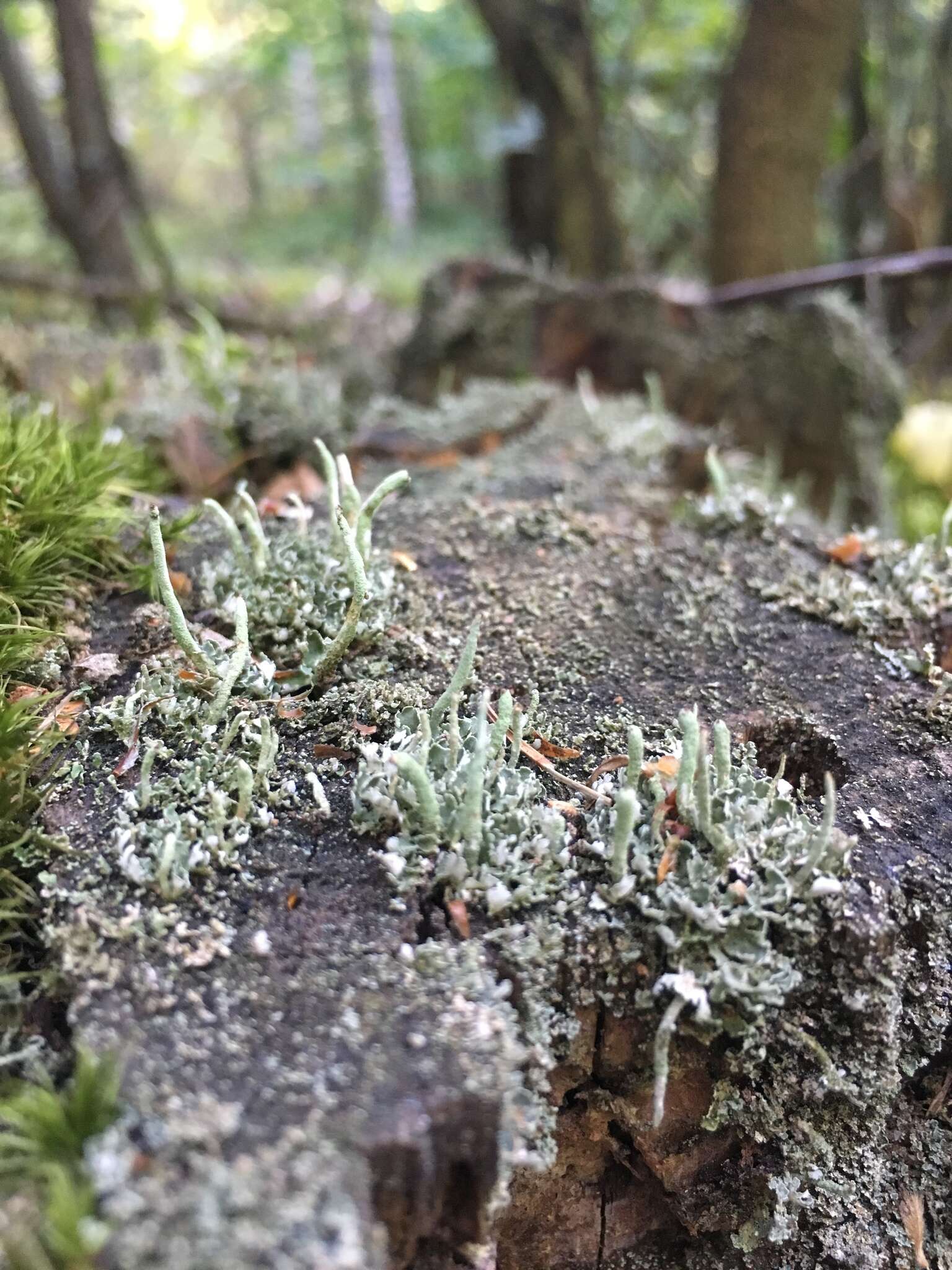 Слика од Cladonia ochrochlora Flörke