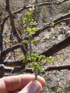 Image of Bushy three-thorn acacia