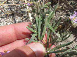 Image of sticky sandspurry