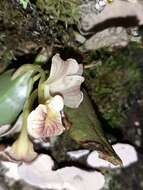 Image of Rodriguezia lehmannii Rchb. fil.