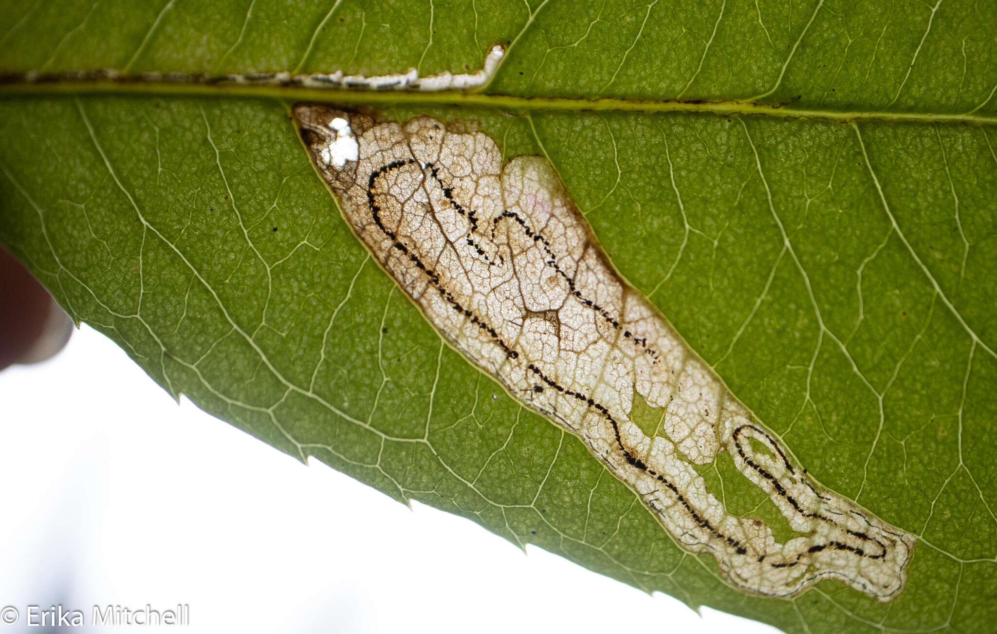 Image of Stigmella slingerlandella (Kearfott 1908) Wilkinson et al. 1979