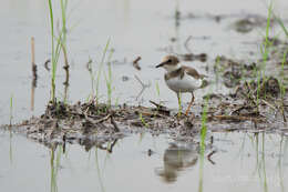 Image de Charadrius dubius curonicus Gmelin & JF 1789